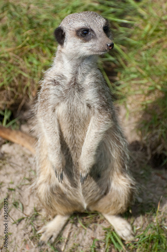 watchful meerkat