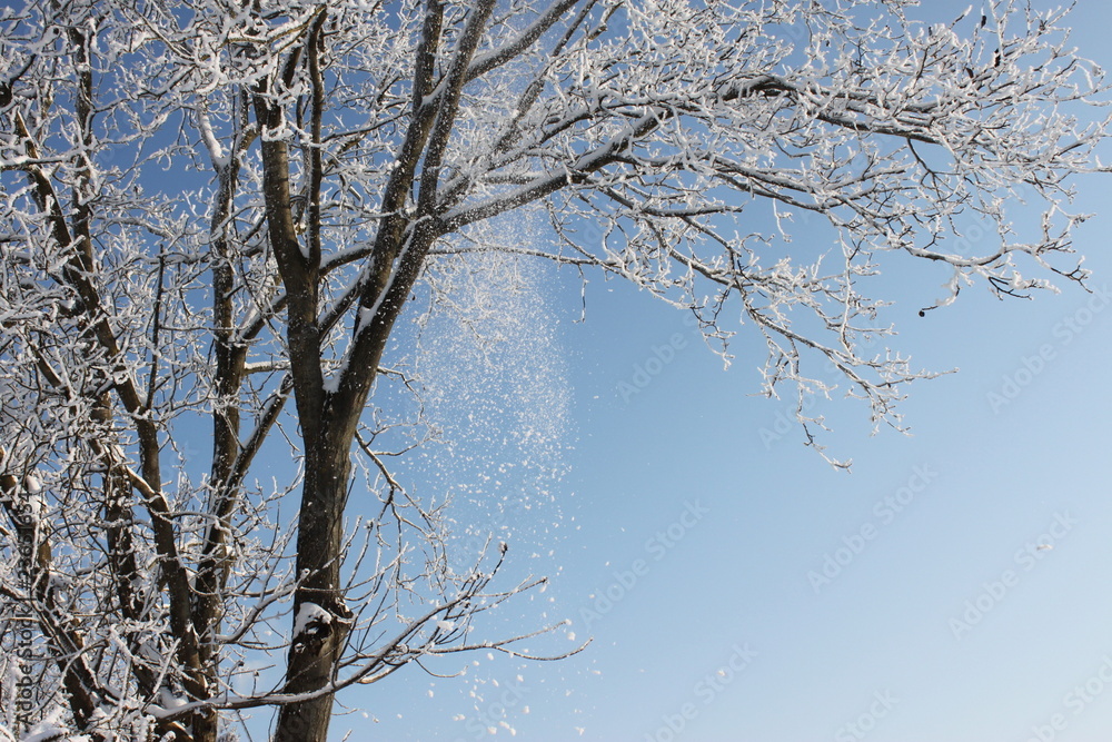 Obraz premium Winterbaum