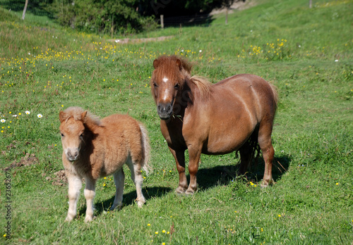 Shetland-Ponys, Stute mit Fohlen
