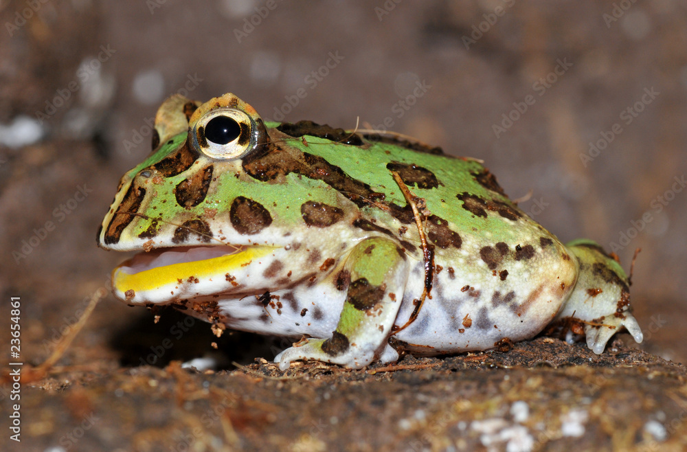 Naklejka premium Ornate pac man frog/horned frog