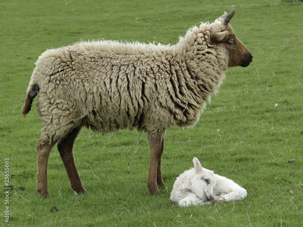 Lamb and Mother