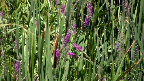 Water flower and sedge