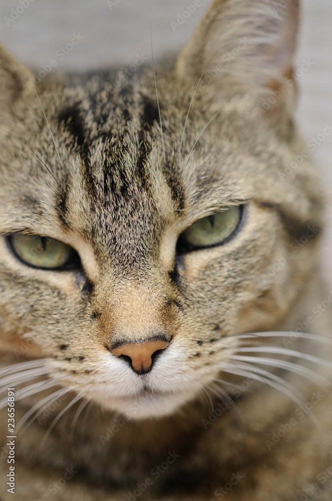tête de chat tigré aux yeux verts
