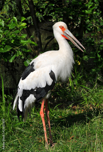 woolly-necked stork