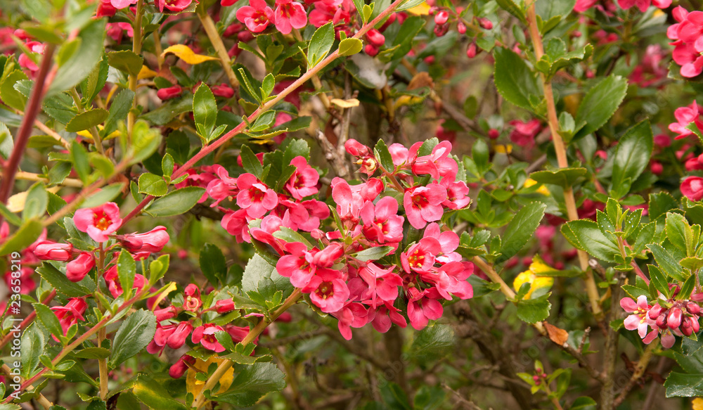 Small section of escallonia hedge Small section of escallonia hedge