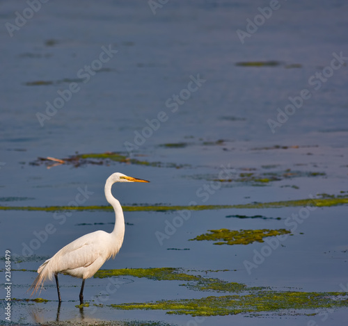 Great White Egret