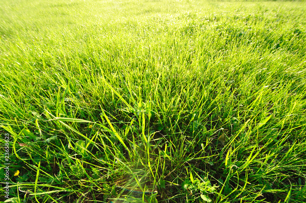 Meadow in sunlight Meadow in sunlight