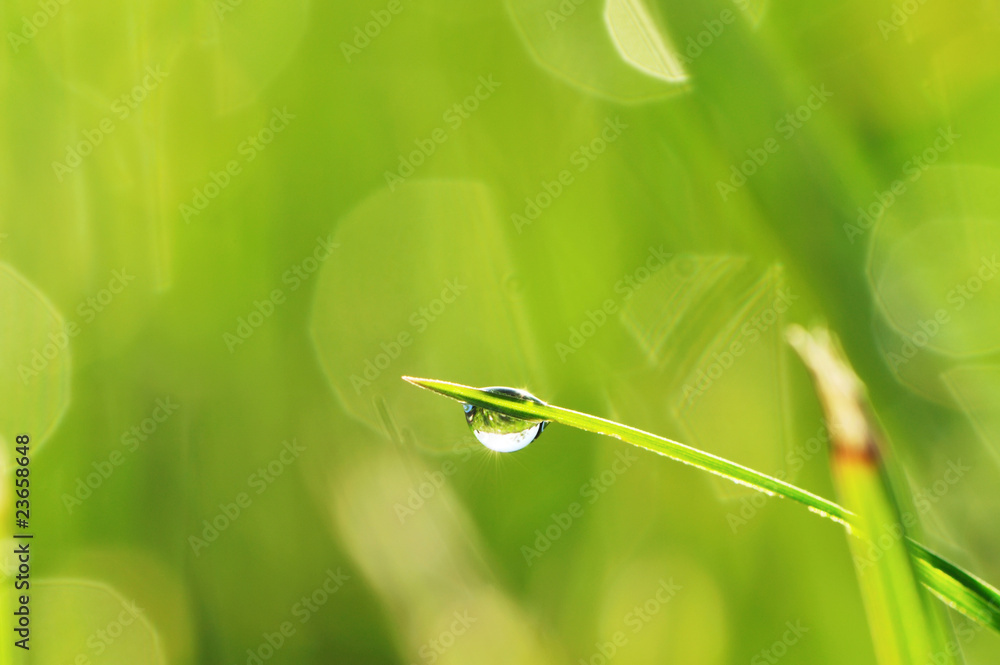 Morning grass Morning grass