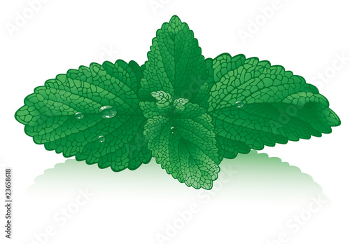 mint