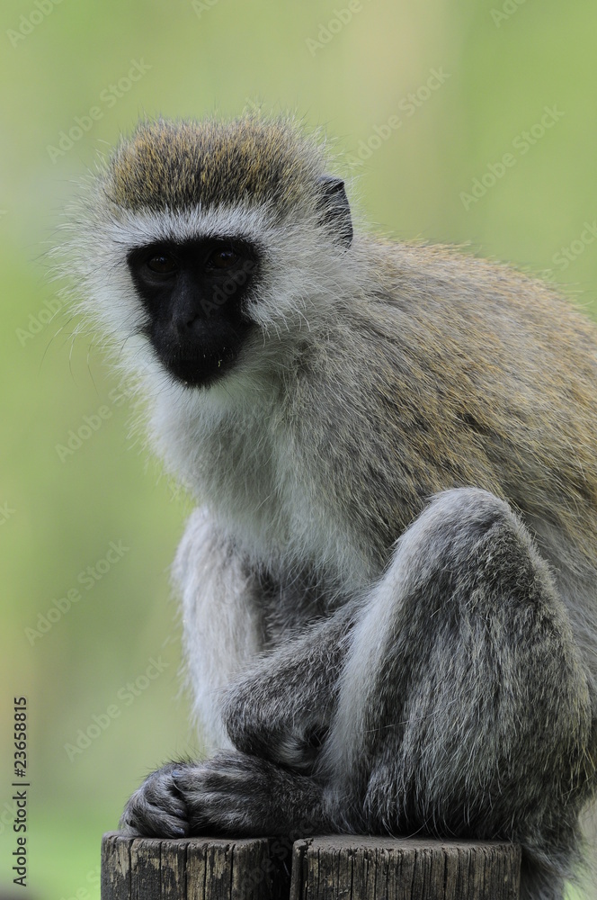 Vervet monkey (Cercopithecus aethiops) at lake Nakuru, Kenya