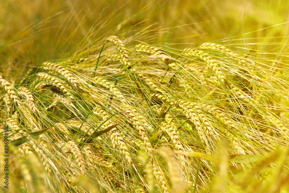 Wheat Wheat