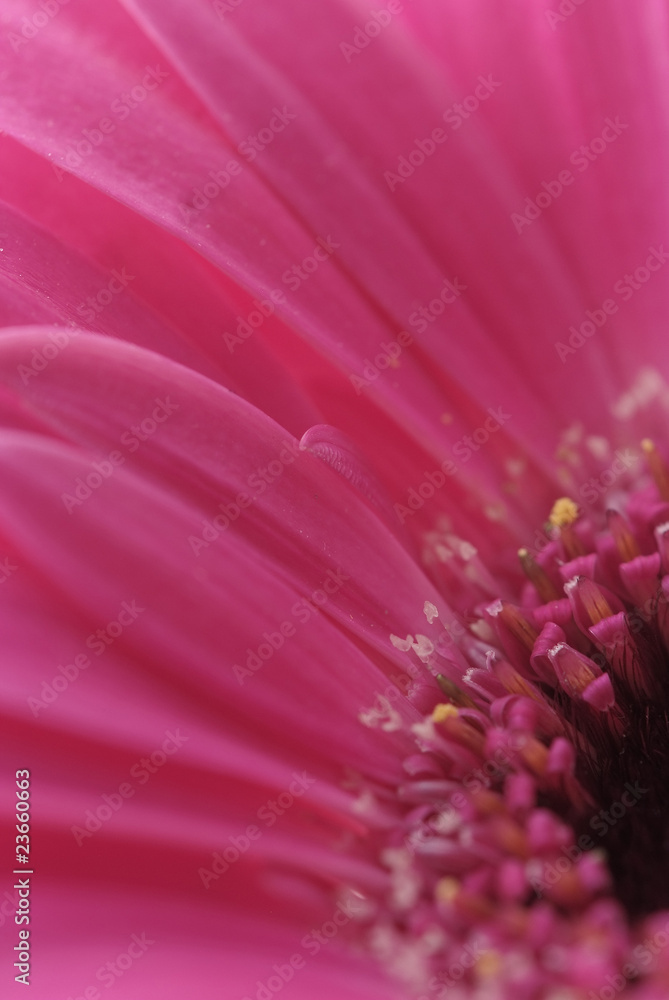 Obraz premium Macro background of beautiful gerbera flower