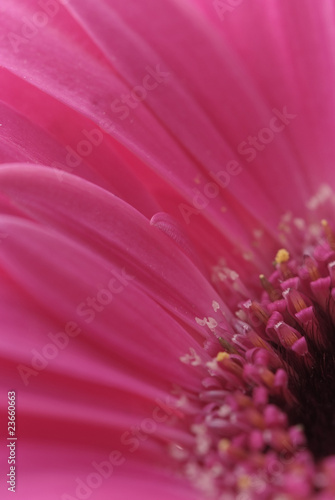 Macro background of beautiful gerbera flower