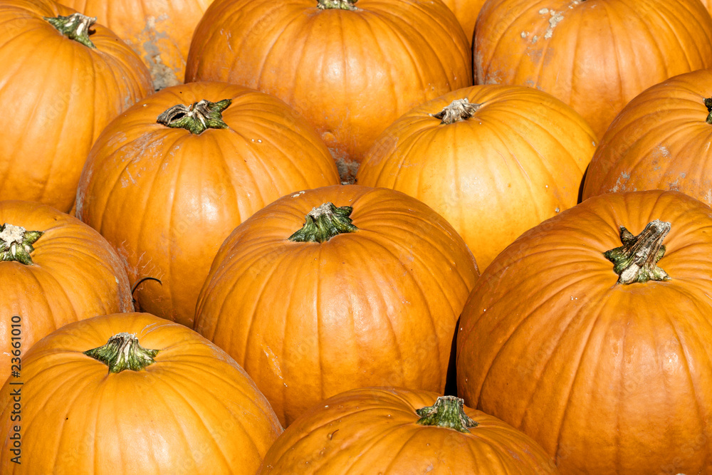 Colorful pumpkins Colorful pumpkins