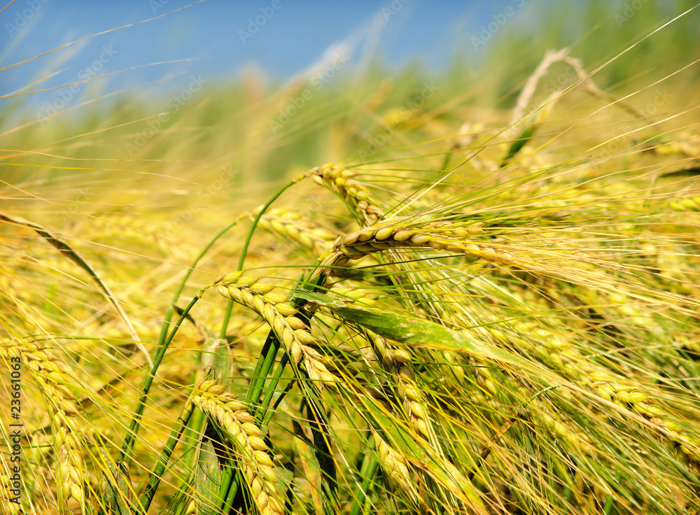wheat field wheat field