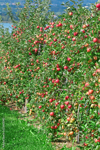 Apple garden