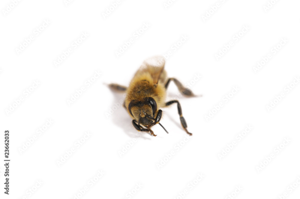 bee bee