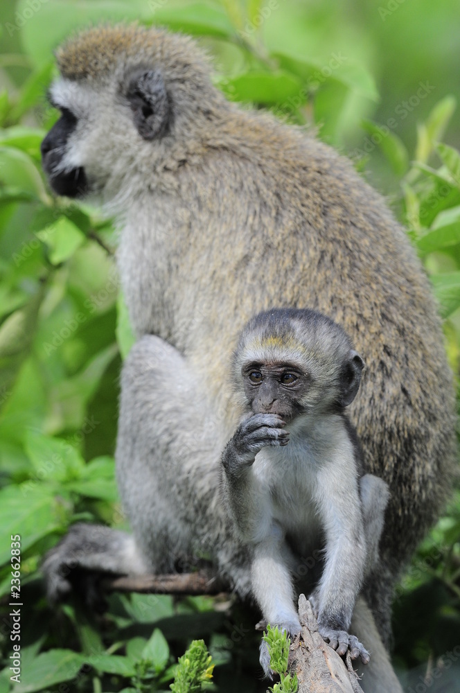 Fototapeta premium Vervet monkey (Cercopithecus aethiops) at lake Nakuru, Kenya