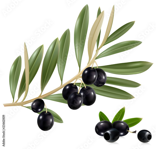 Photo-realistic vector illustration. Black olives with leaves.