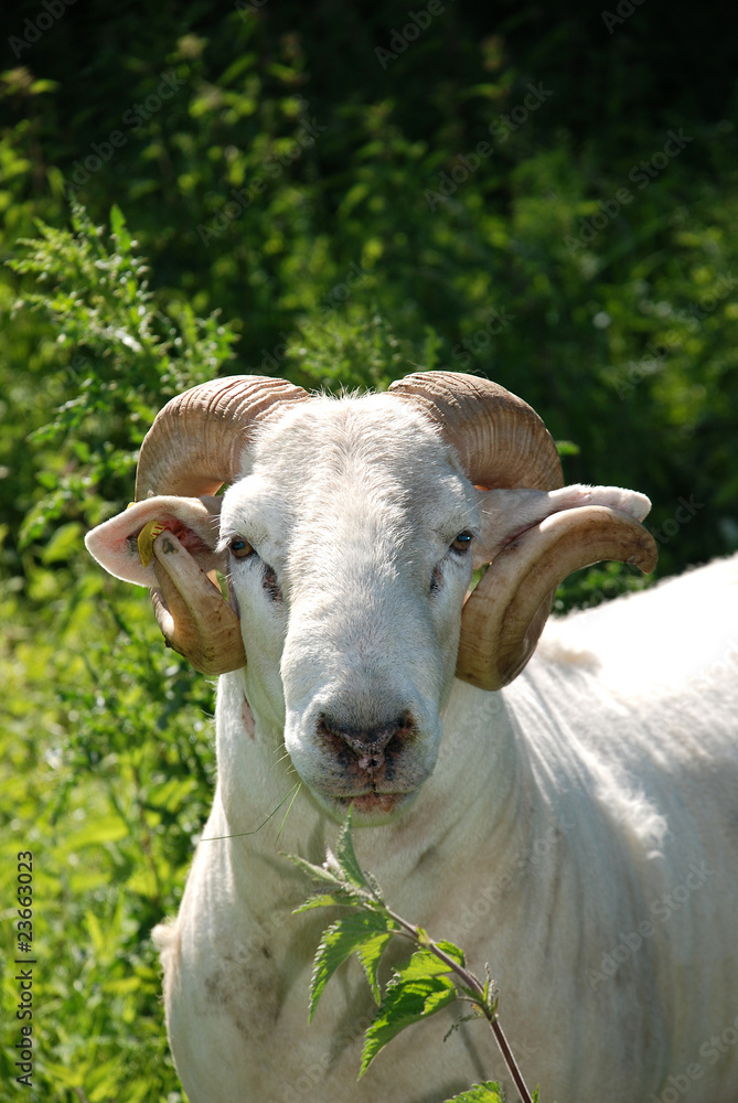 Obraz premium Ziegenbock auf Wiese