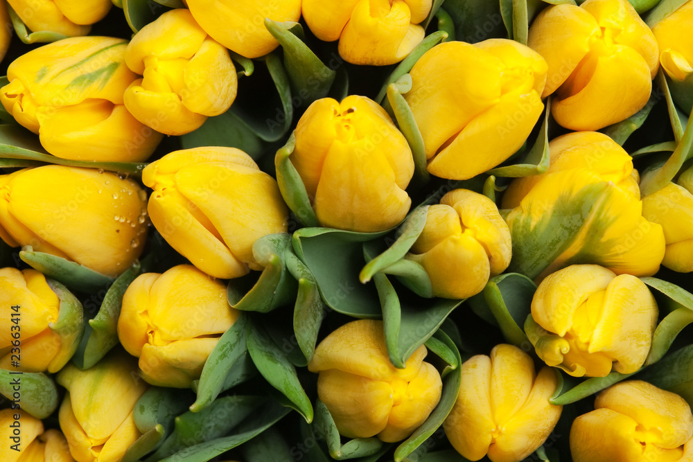tulips tulips