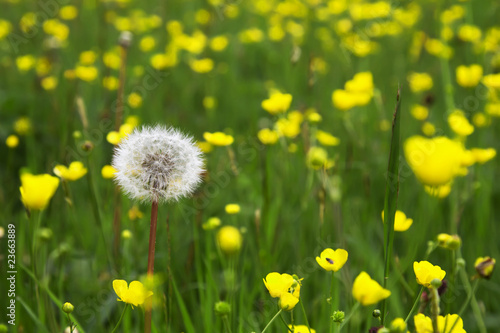 Dandelion and grass