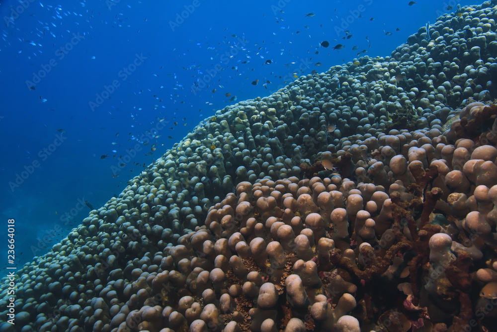 Fototapeta premium Field of coral