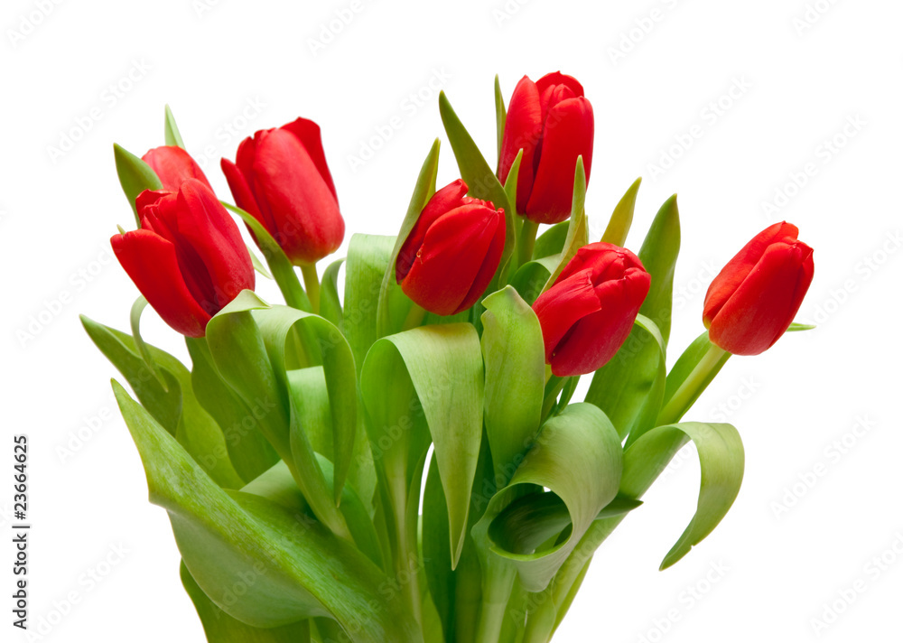 red tulips red tulips