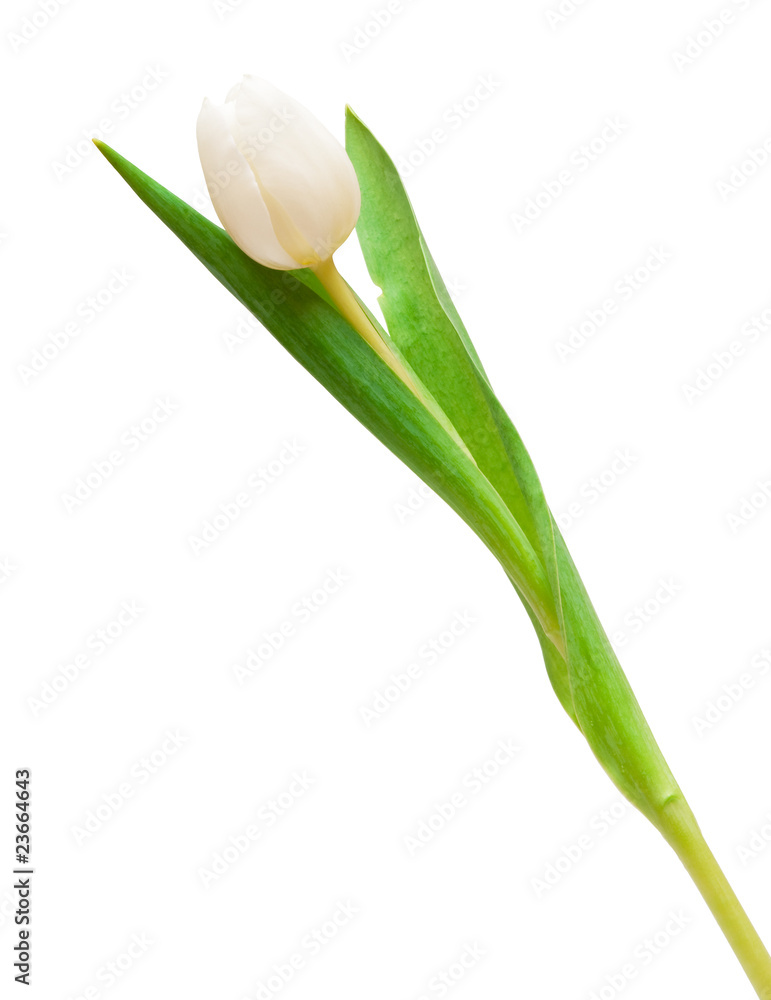 Fototapeta premium white tulip