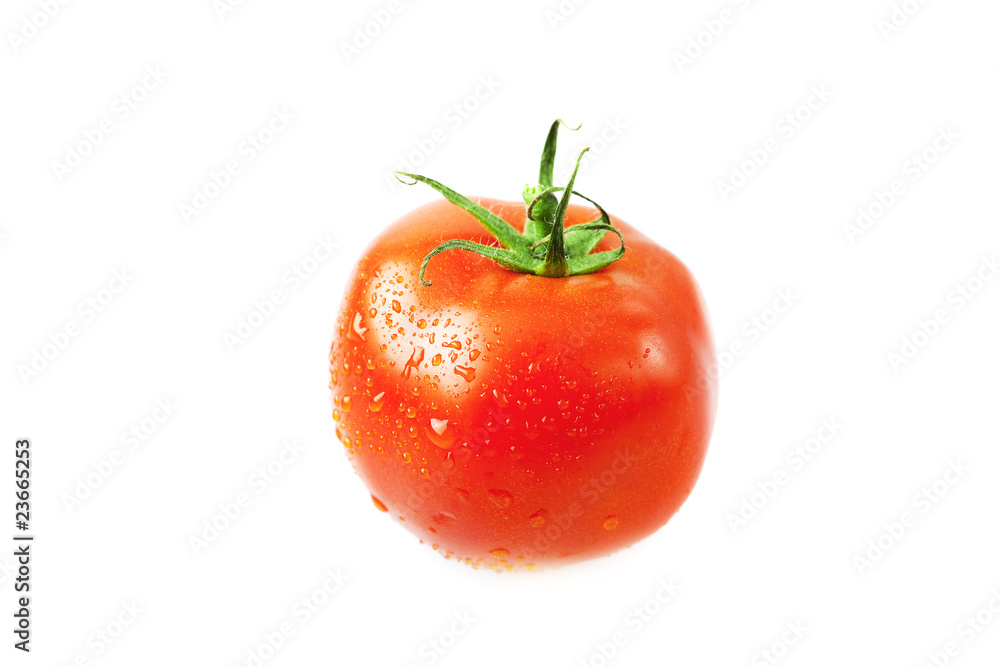 tomatoes with water drops isolated on white tomatoes with water drops isolated on white
