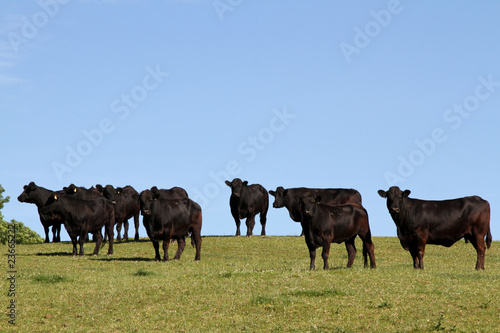 Welsh black cattle. © richsouthwales