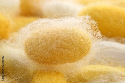 Tableau sur toile silkworm cocoon macro detail many silk worm