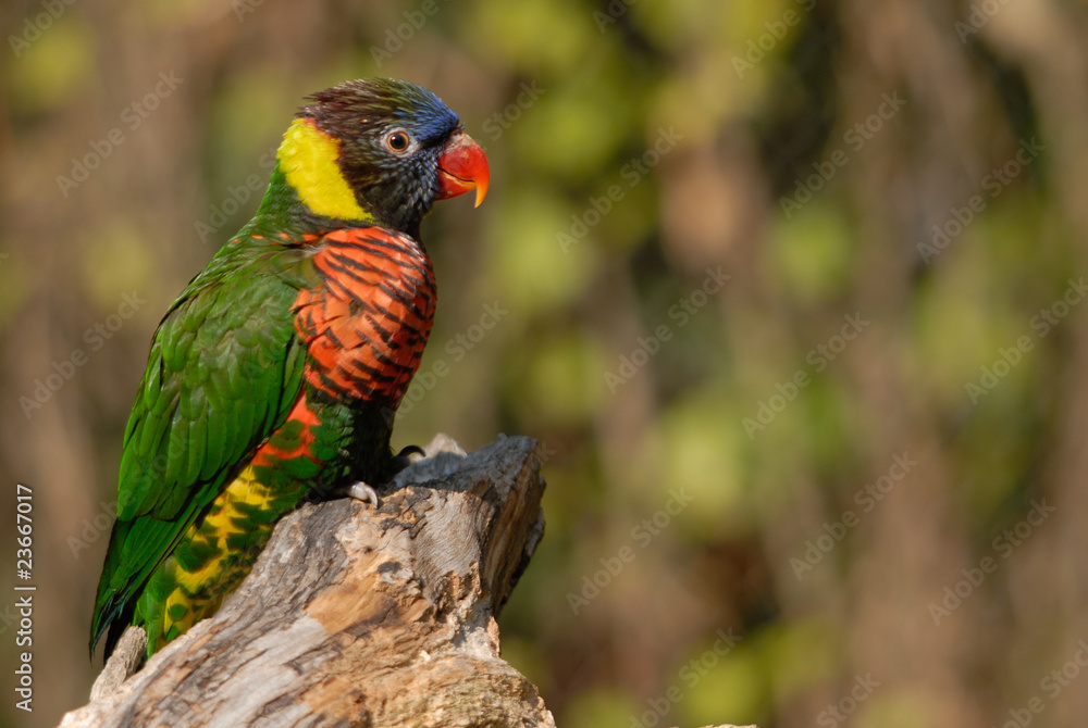 Rainbow Lorikeet