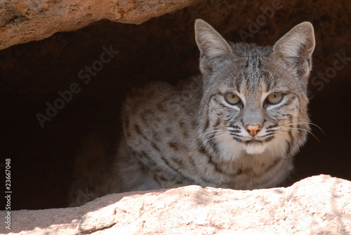Bobcat at the Arizona-Sonora Museum in Tuscon, Arizona