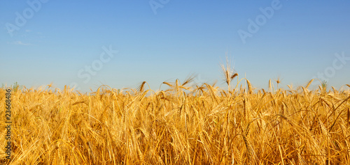 Gold wheat field
