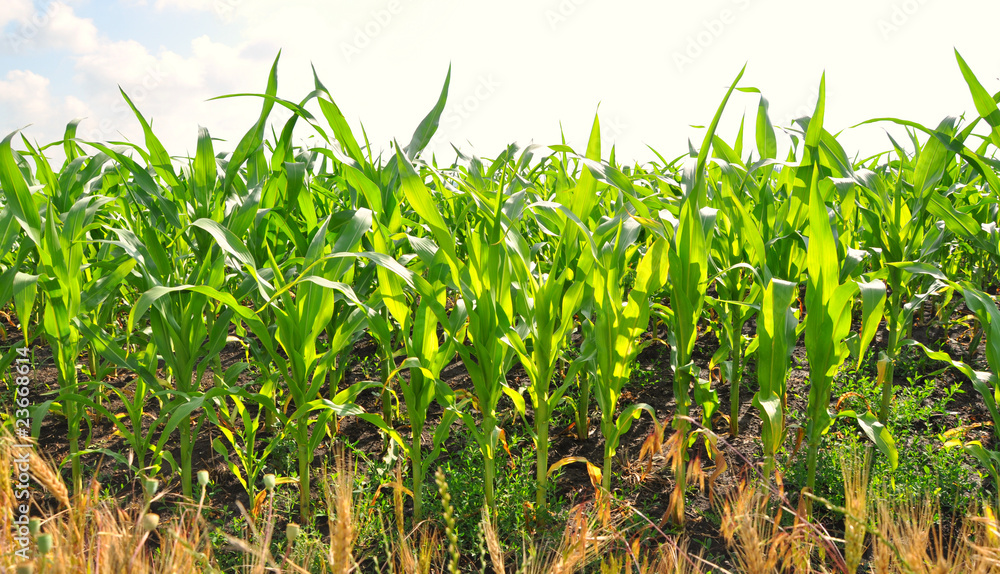 Cornfield Cornfield