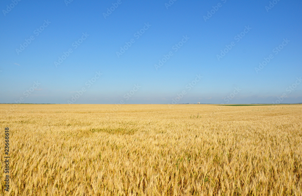 Gold wheat field