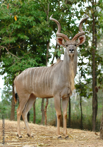kudu © anankkml