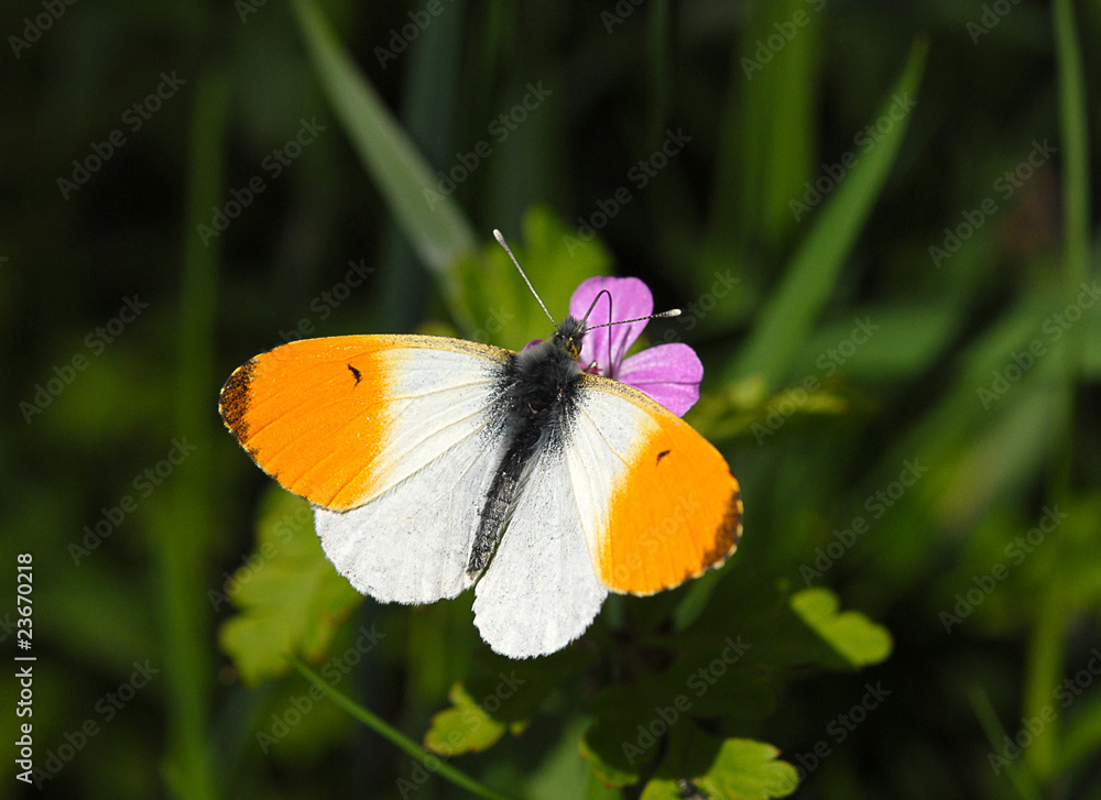 orange tip butterfly, Anthocharis cardamines orange tip butterfly, Anthocharis cardamines