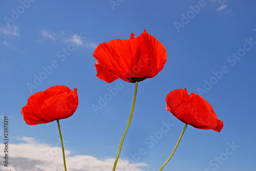 Three poppies against a clear blue sky
