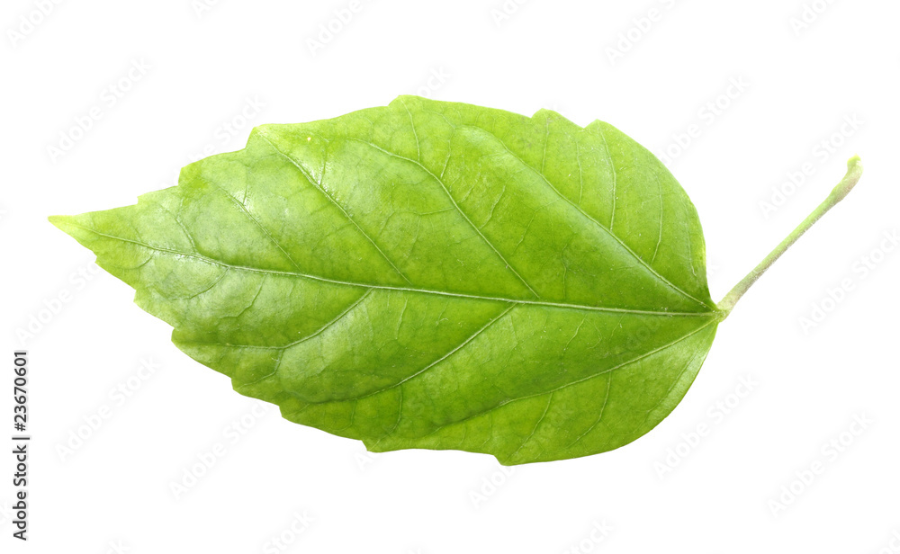 Obraz premium One green leaf