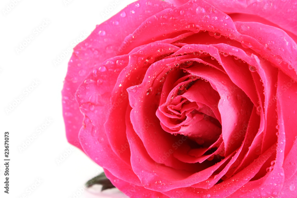 Big and beautiful pink rose. Closeup Big and beautiful pink rose. Closeup