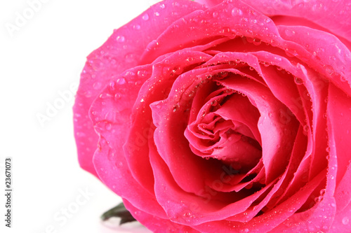 Big and beautiful pink rose. Closeup