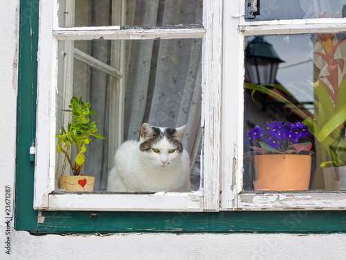 Katze sitzt an einem Fenster