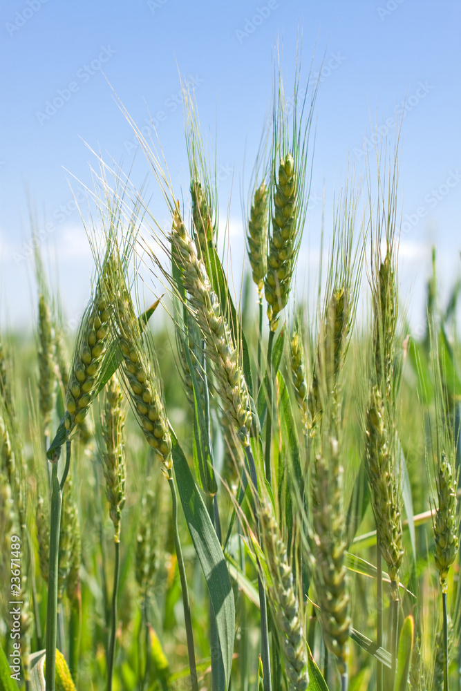 green grain ready for harvest growing in a farm field green grain ready for harvest growing in a farm field