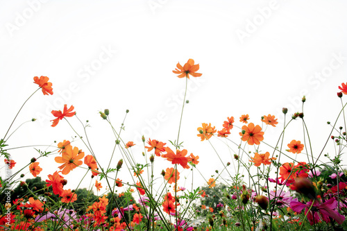 colorful daisies in grass field with white background © zhu difeng