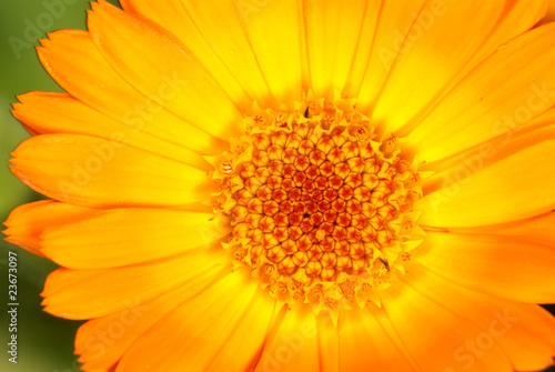 Yellow flower