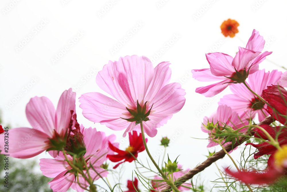 pink daisies in grass field with white background pink daisies in grass field with white background