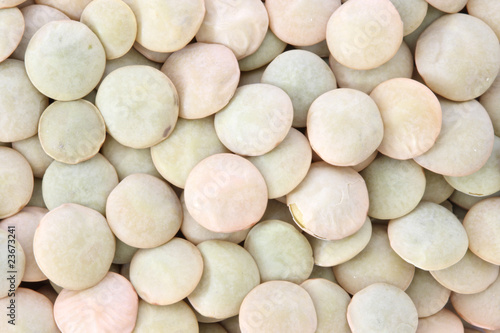 Lentil