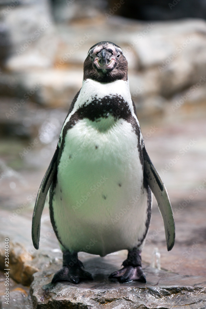 Fototapeta premium humboldt penguin